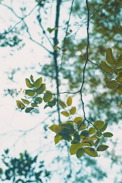 Low Angle Shot of Tree Branches with Green Leaves 