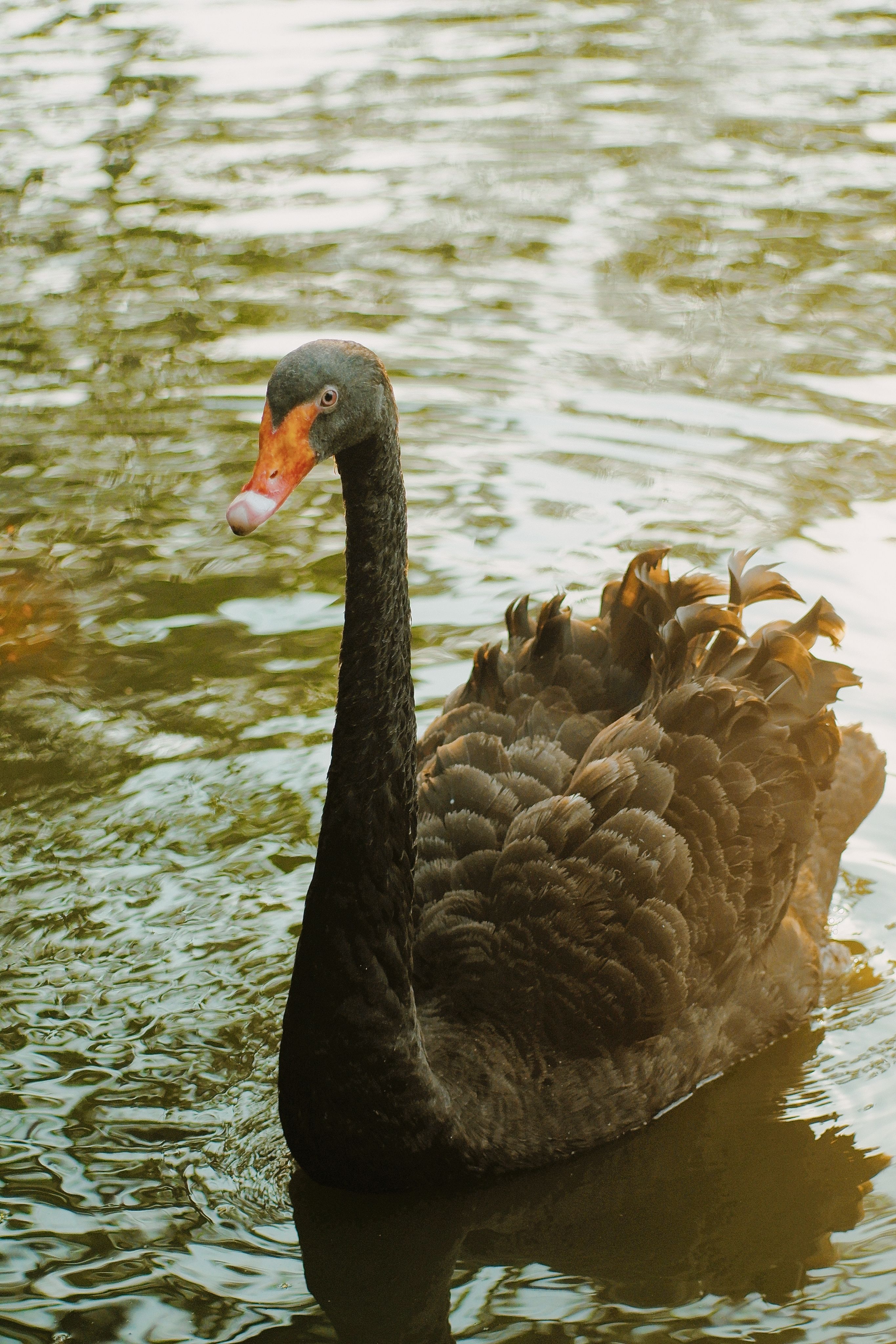 Close-up of a Black Swan Swimming in the Lake · Free Stock Photo