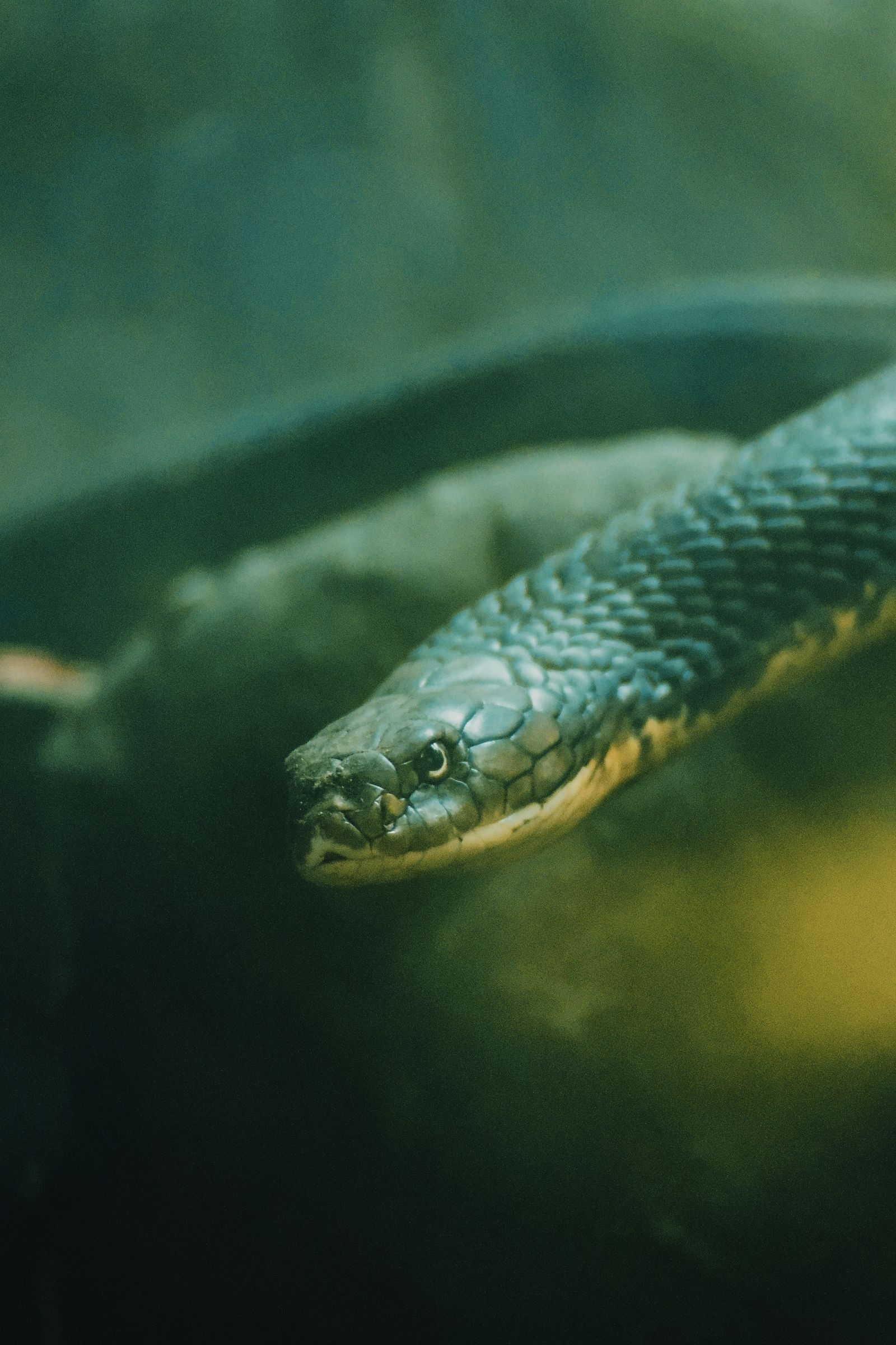 Close-up of a green snake