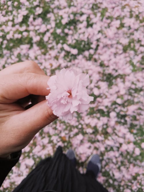 Close-up of a Womans Hand Holding a Flower 