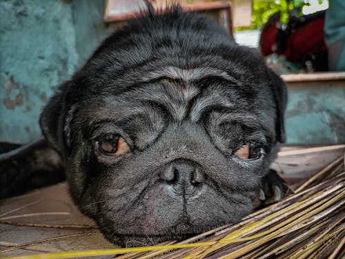 Sad black Pug