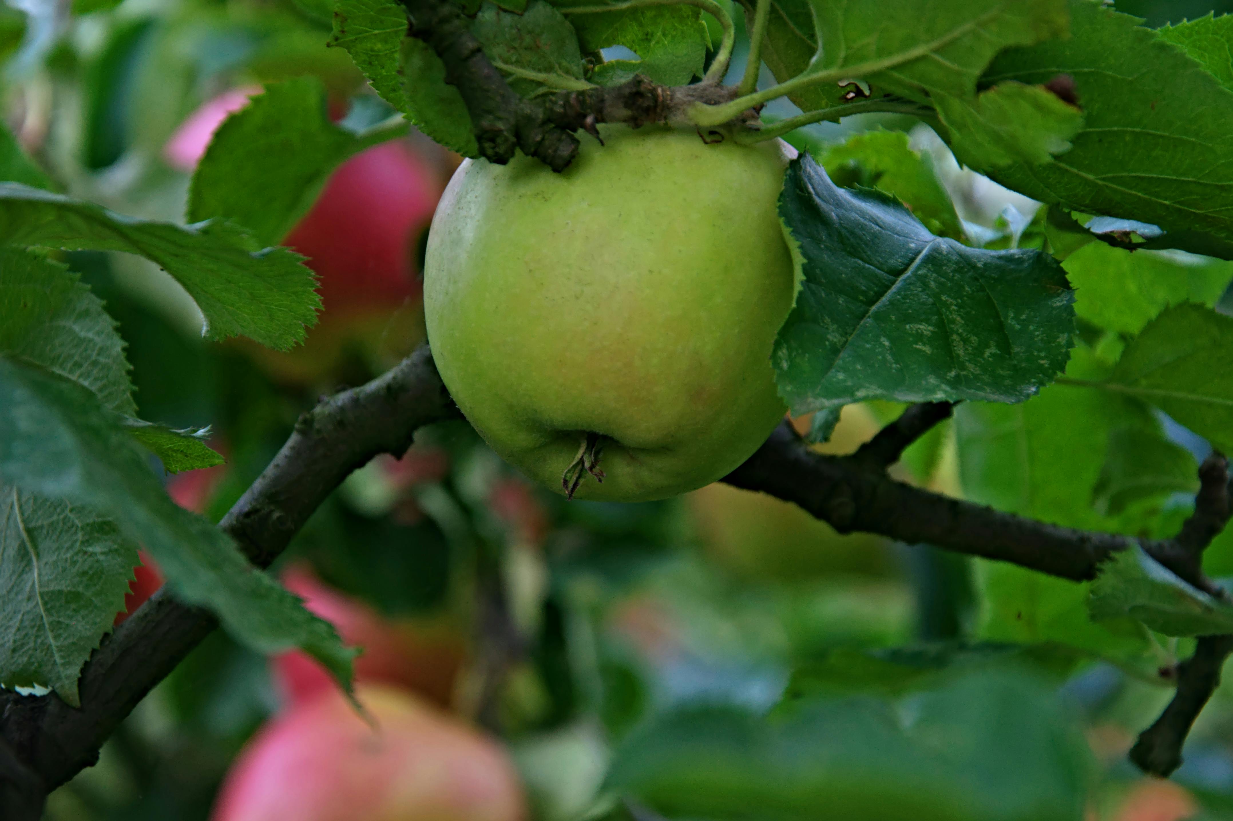 Free stock photo of apple, apple on tree, apple tree