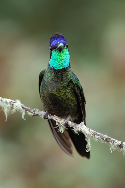 Close up of Colorful Hummingbird