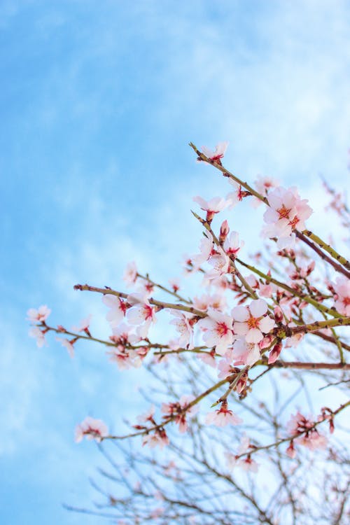Close-up of Cherry Blossom on the Background of a Clear Blue Sky 