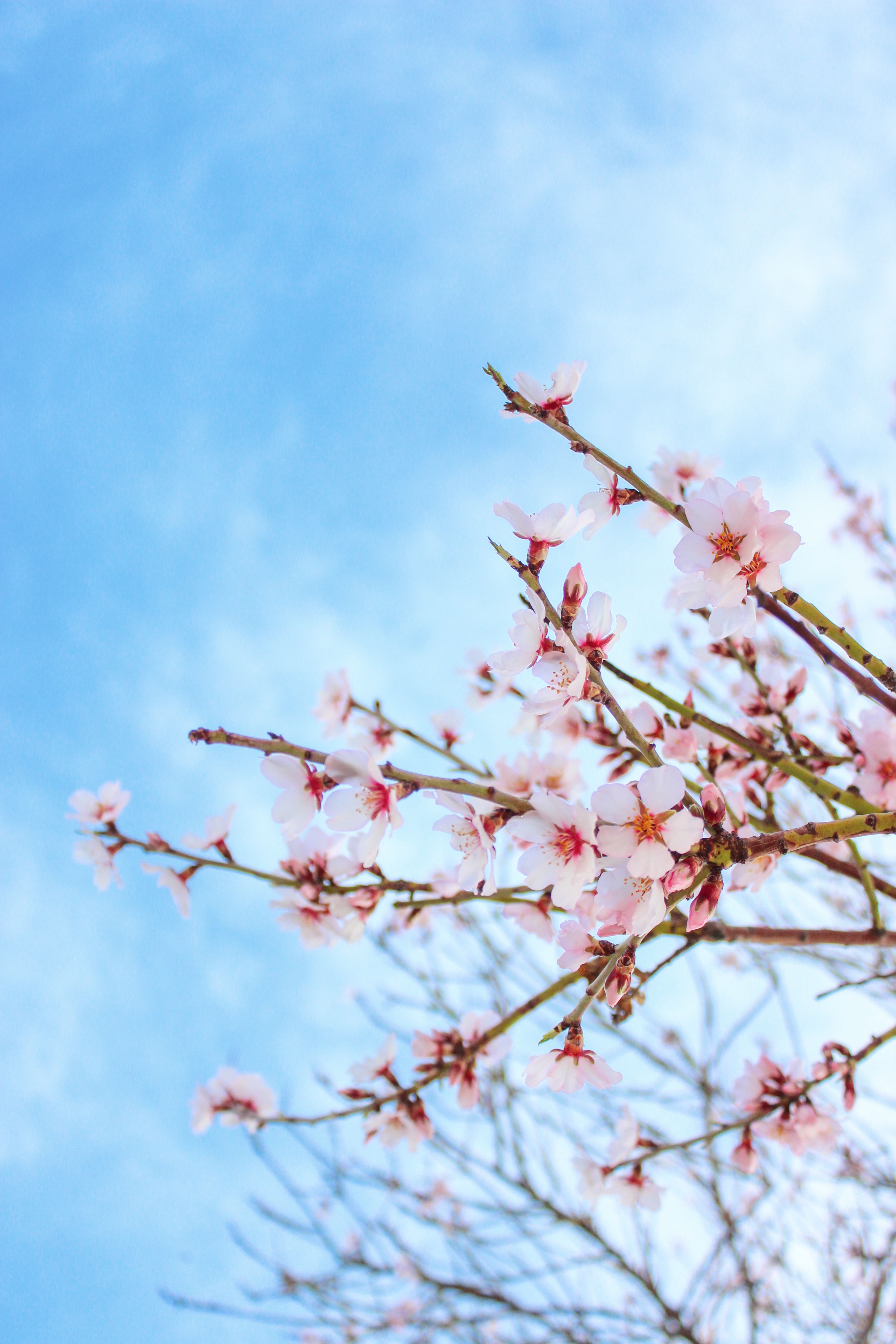 Close-up of Cherry Blossom on the Background of a Clear Blue Sky · Free ...