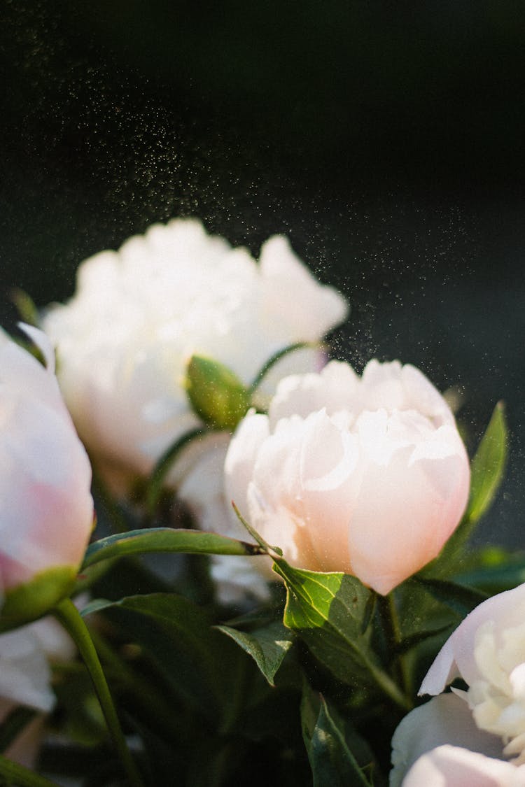 Close Up Of Flowers 