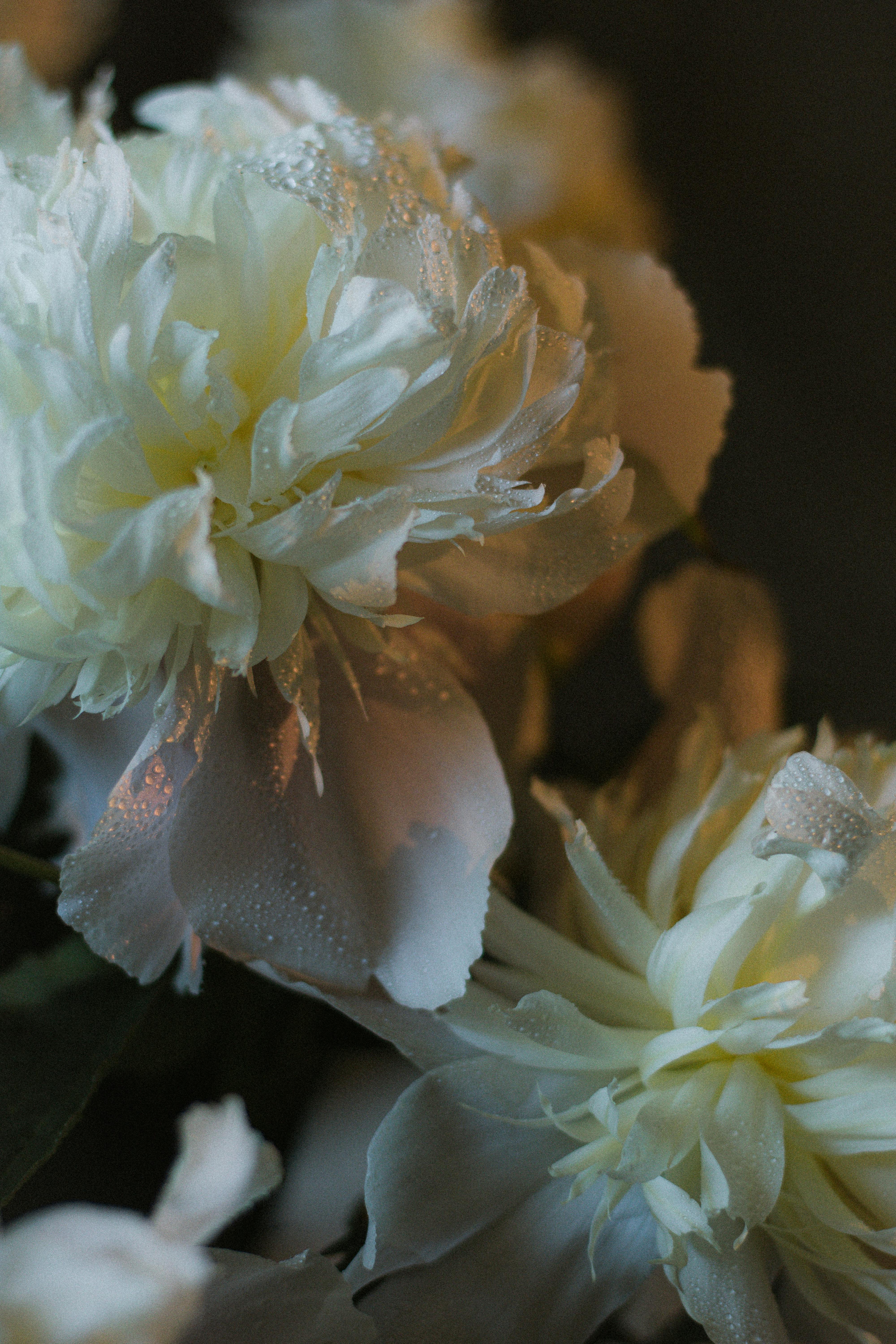 Close-up of fresh white peonies with delicate raindrops on petals, showcasing natural elegance.