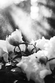 Image by Lizzy Honey