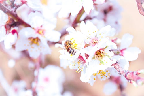 Immagine gratuita di ape, bellissimo sfondo, carta da parati rosa