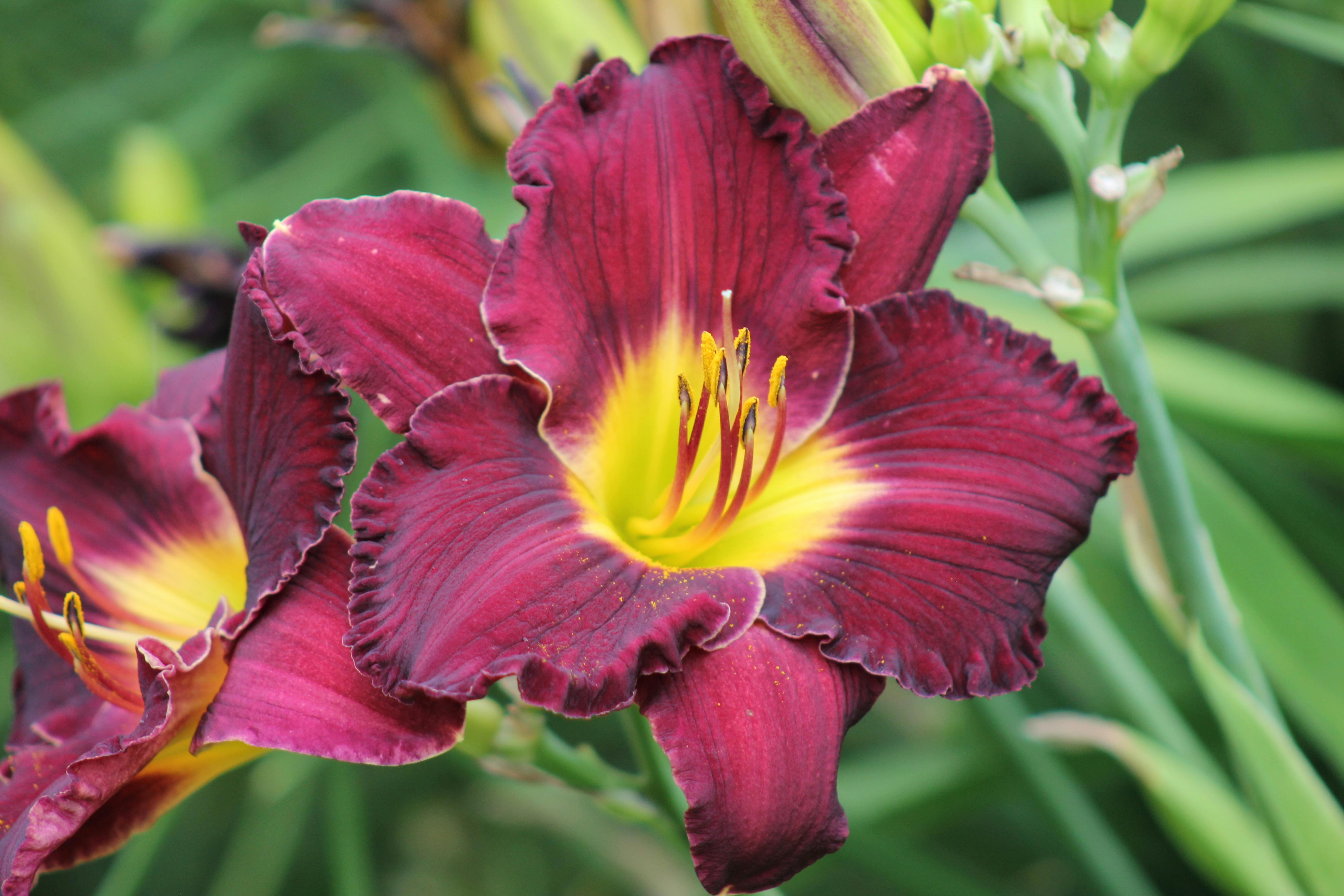 close up of burgundy lilies