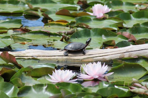 Close-up of a Painted Turtle on a Tree Branch between Water Lilies