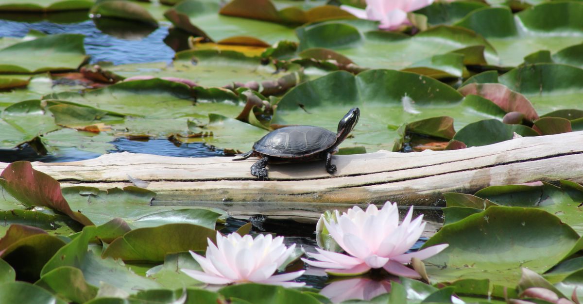 Painted turtle resting on a log surrounded by water lilies in a serene Montreal pond.