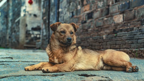 Fotobanka s bezplatnými fotkami na tému chodník, domáce zviera, pes