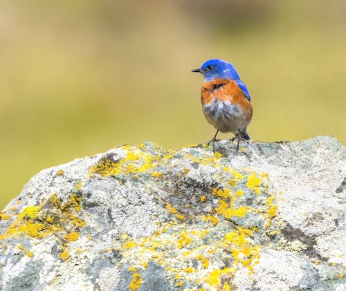 Colourful Bird Perching on a Rock with Yellow Lichen