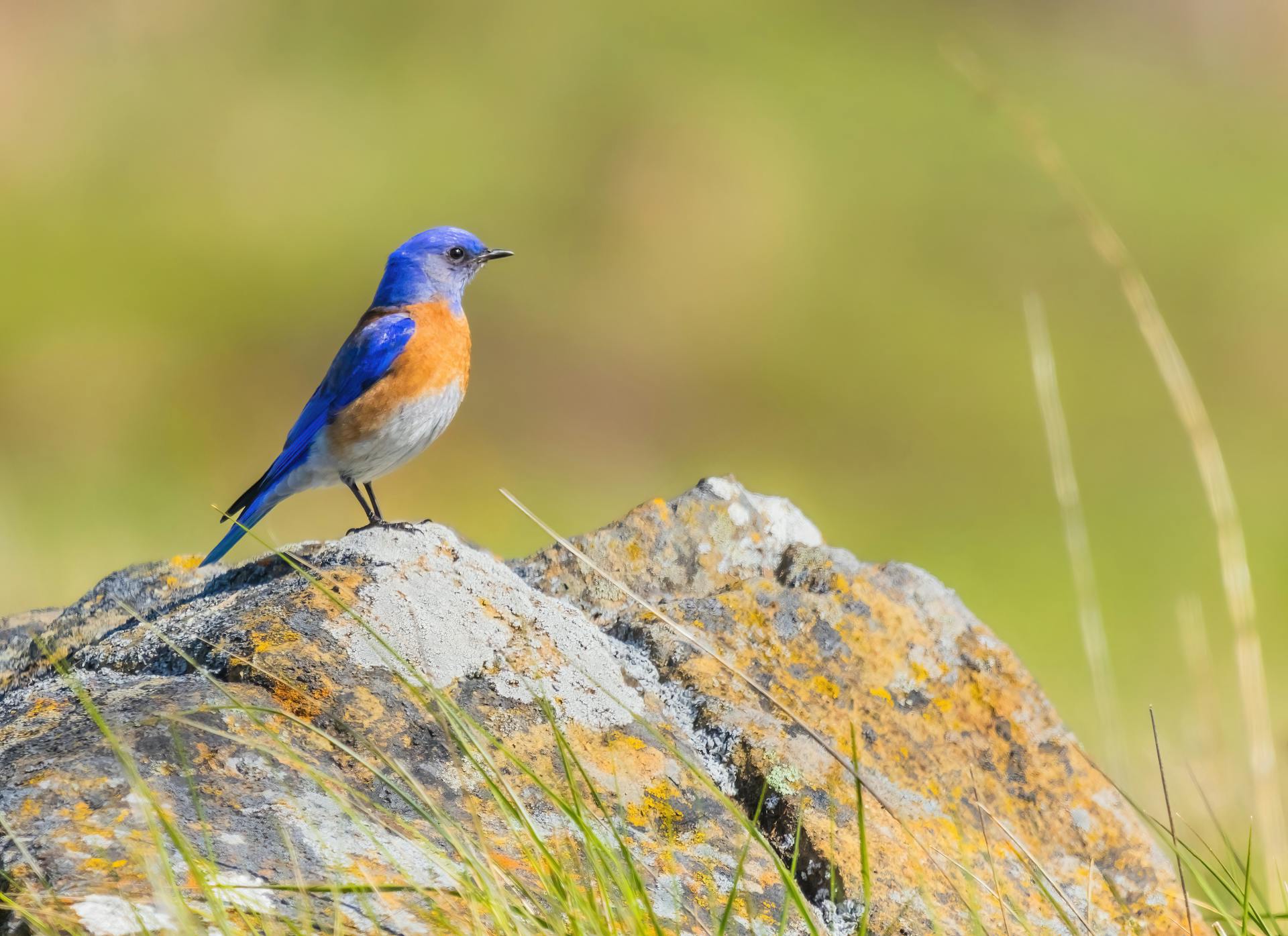 A vibrant mountain bluebird on a lichen-covered rock in a serene field setting.