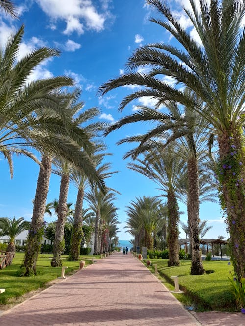 An Alley between Palm Trees Leading to the Beach