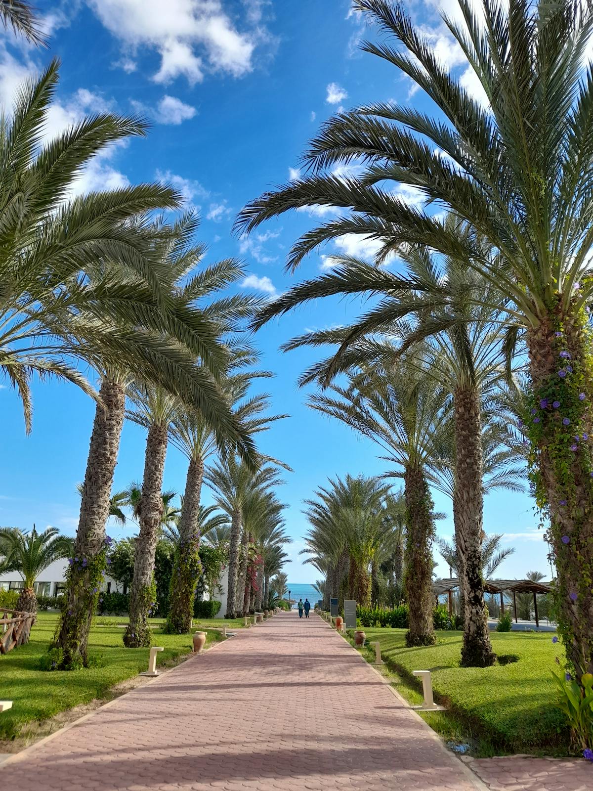 Alejka palmowa prowadzaca do plazy w Djerbie, Tunezja