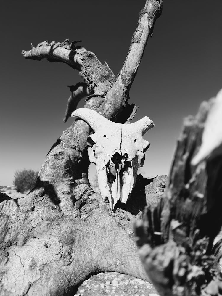 Cow Skull Lying On Trunk Tree