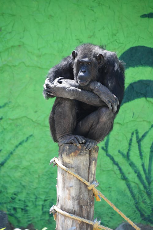 Monkey Sitting on Stump
