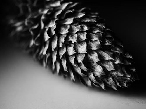 Beauty Pine Cone