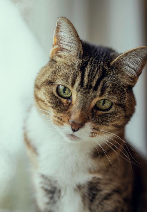 Free Charming close-up of a gray tabby cat by a window, showcasing its green eyes. Stock Photo