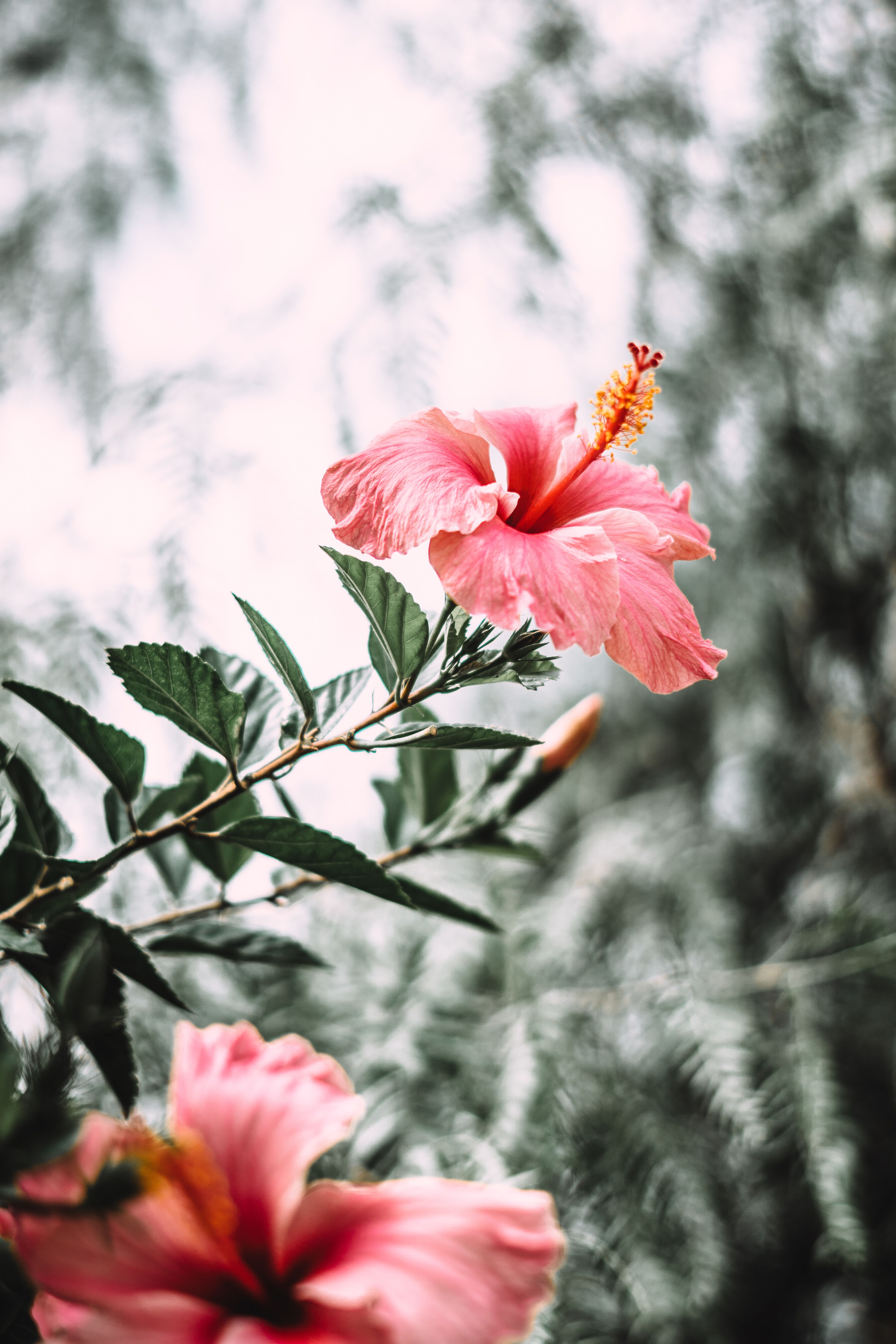 pink-hibiscus-flower-in-bloom - KDE Store