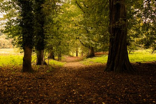 Free Beautiful forest path surrounded by lush, green trees in High Peak, England. Stock Photo