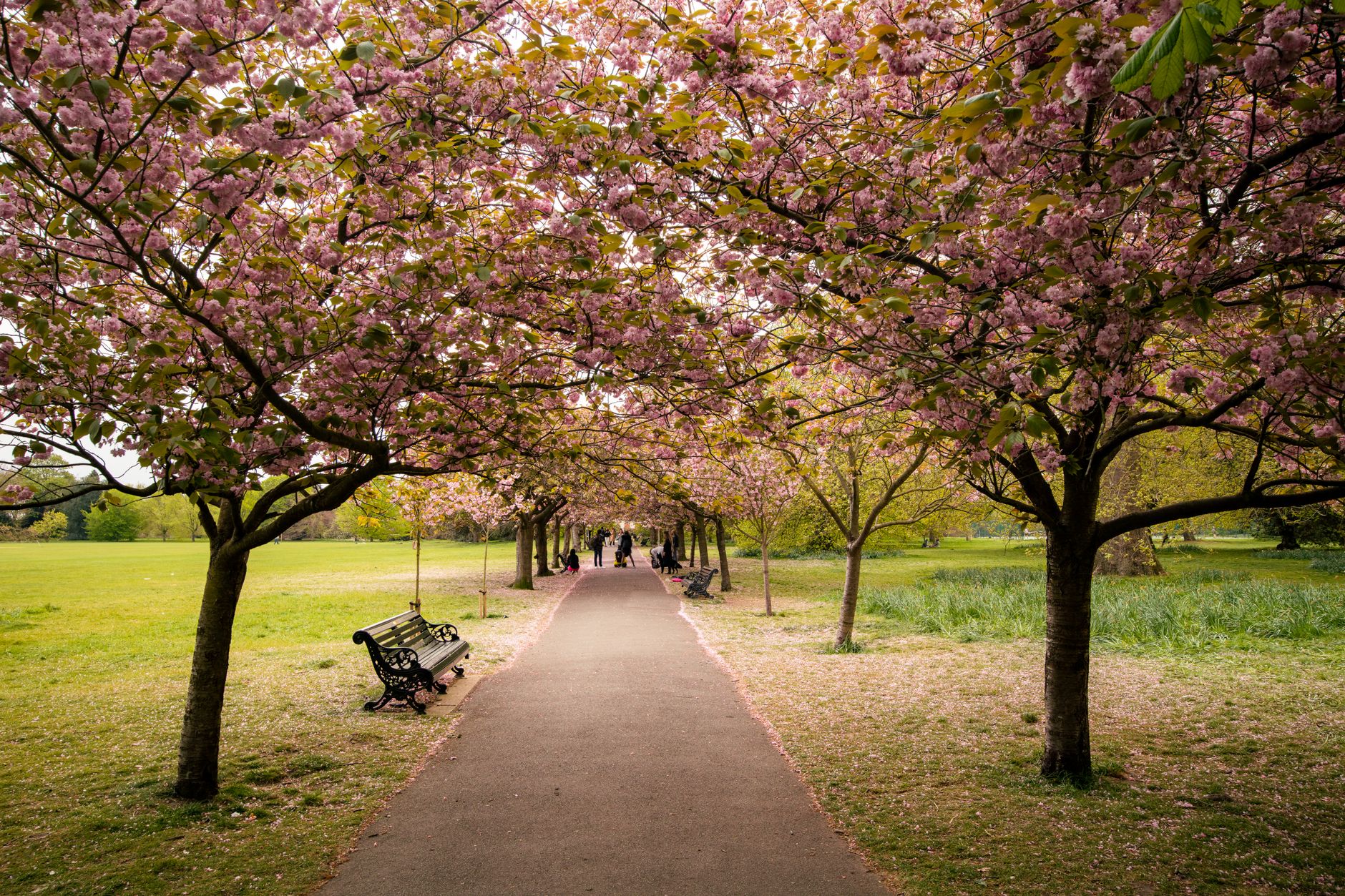 Prächtige Bäume & Frühling – Naturmotiv als Hintergrundbild