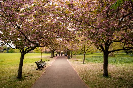 Prächtige Bäume & Frühling – Naturmotiv als Hintergrundbild