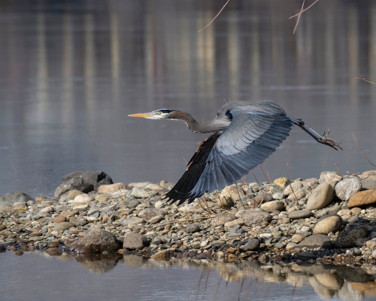 Heron Flying On Lakeshore