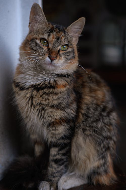 Portrait of a Siberian Cat 