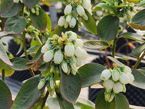 Immagine gratuita di campanula, mirtillo, muffin ai mirtilli