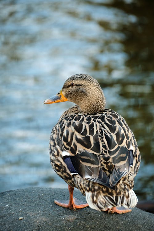 Imagine de stoc gratuită din apă, focalizare selectivă, fotografie cu animale sălbatice