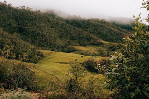 Foto d'estoc gratuïta de arbres, ennuvolat, fons de pantalla