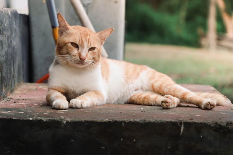 Ginger Cat Lying Down On Wall