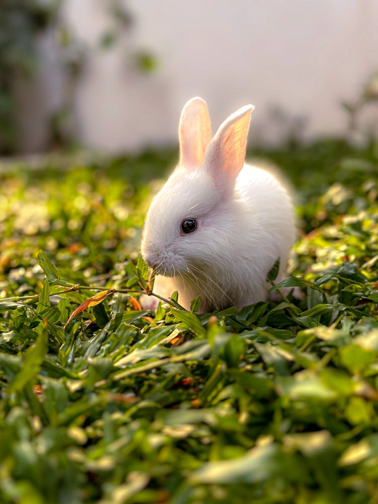 Cute Fluffy Bunny