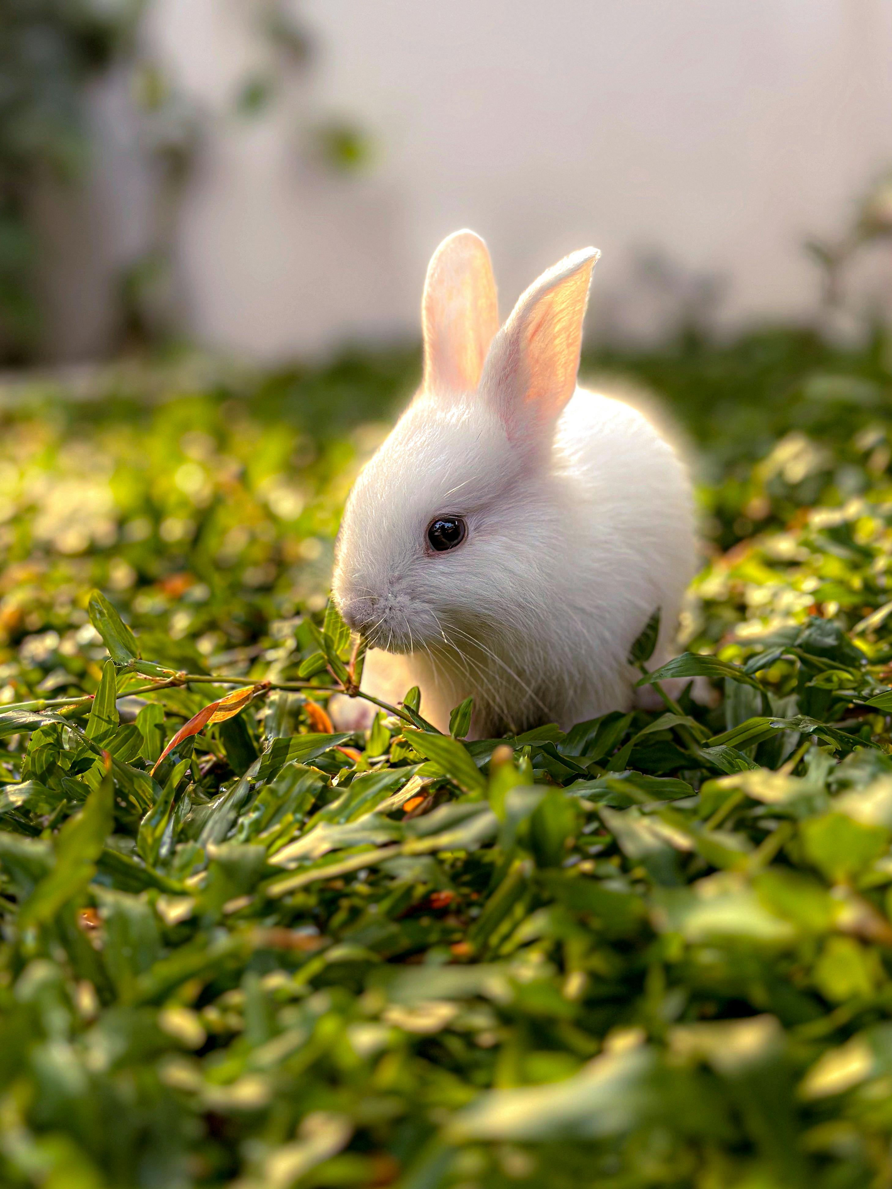 baby fluffy bunny