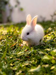 Cute Fluffy Bunny Pictures Bunny Suit For Kids Pink Fluffy Plush