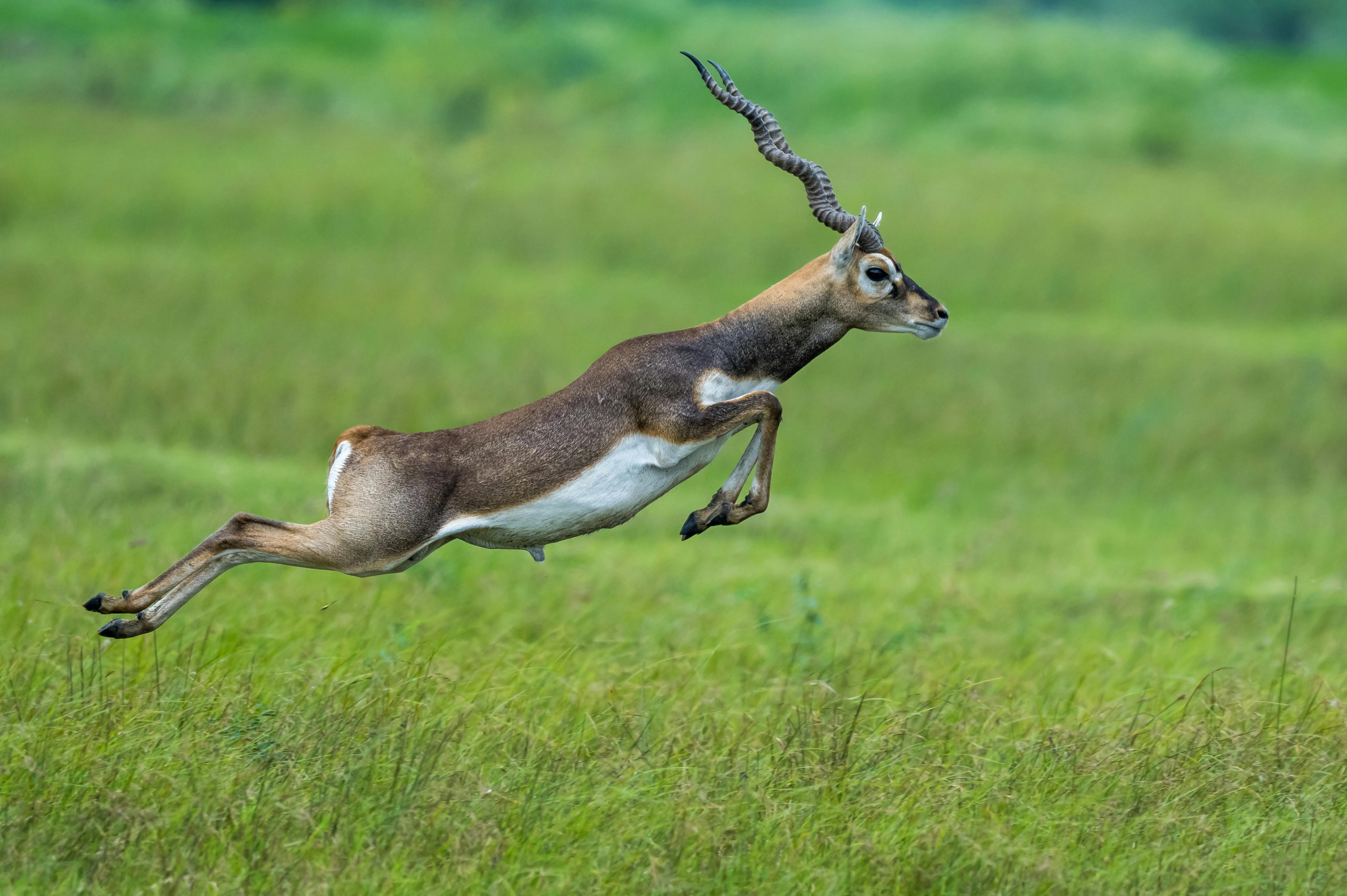grátis Foto profissional grátis de ameaçado de extinção, animais, animais selvagens Foto profissional