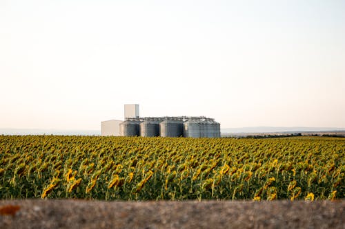 Sunflower Field and Grain Silos