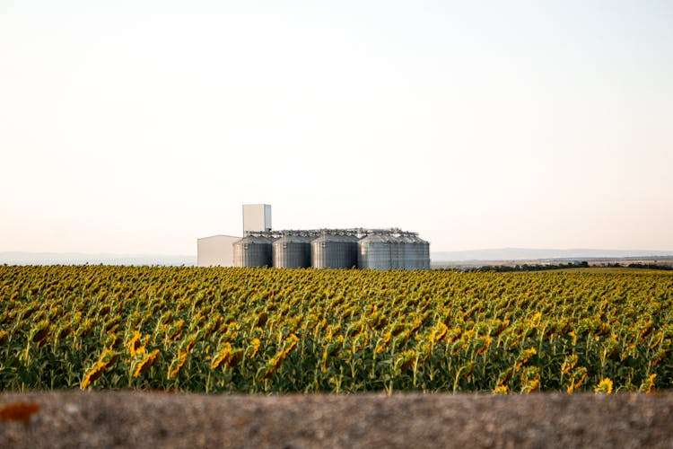 Sunflower Field And Grain Silos