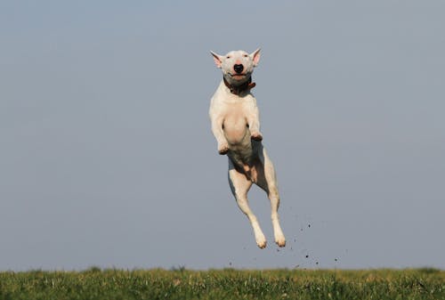 White Dog Terrier Melompat Dekat Lapangan Rumput Selama Siang Hari