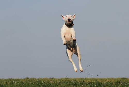 White Dog Terrier Sautant Près De Champ D'herbe Pendant La Journée