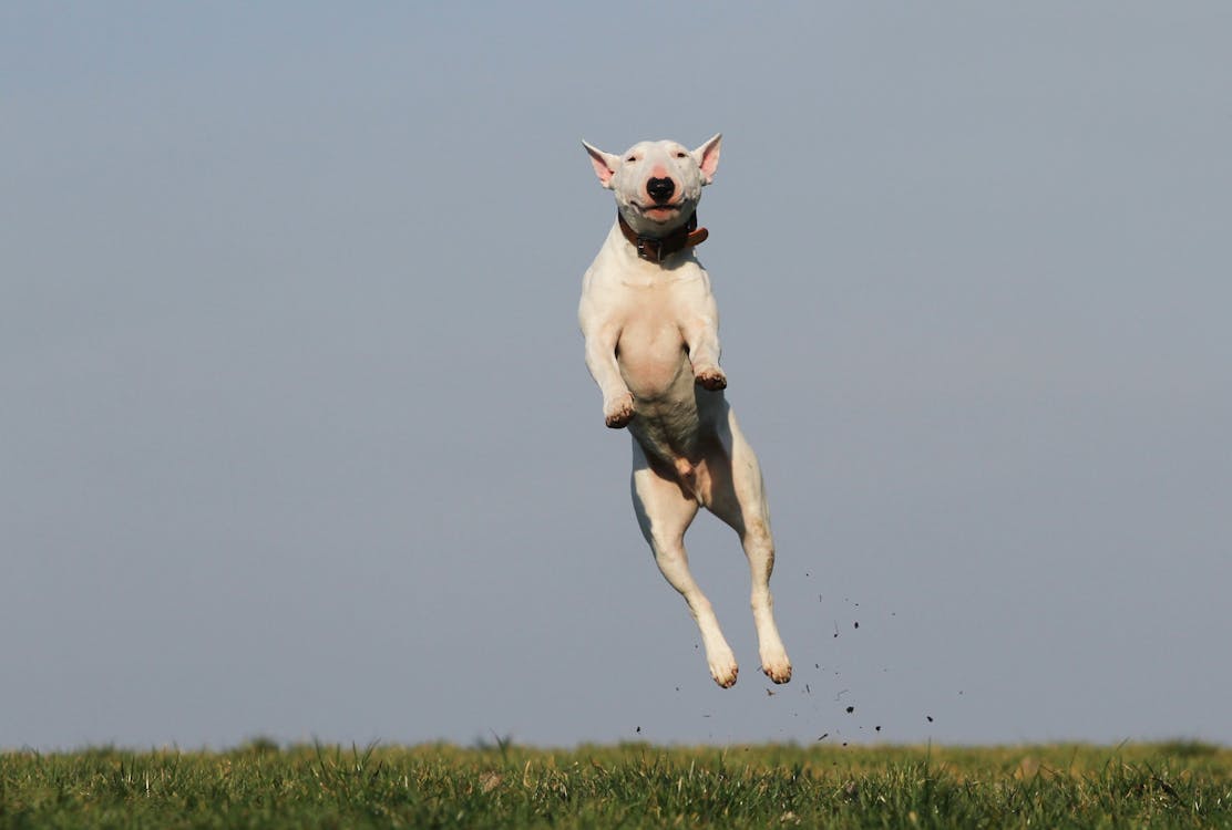 昼間に芝生のフィールドの近くでジャンプする白い犬テリア