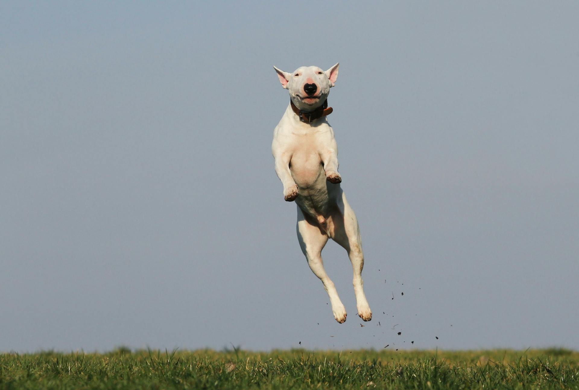 Un chien blanc saute près d'une pelouse en plein jour