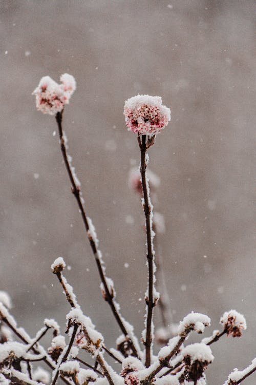 Frost on Flowers and Twigs in Winter