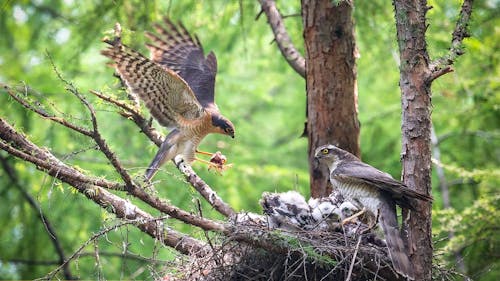 Sparrowhawks Building Nest on Branch of Tree