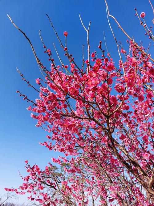 View of Bright Pink Flowers on Tree Branches under Clear, Blue Sky