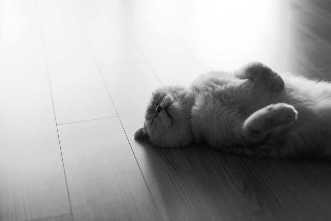 Cat Lying on the Floor · Free Stock Photo