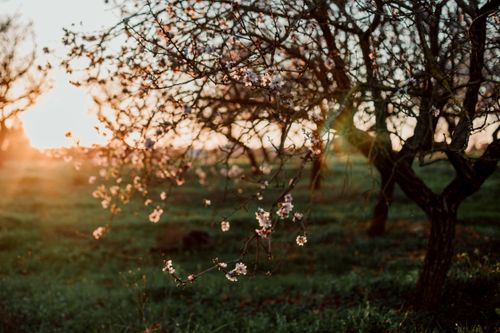 Free Beautiful cherry blossom tree in a lush garden during sunset, capturing the essence of spring. Stock Photo
